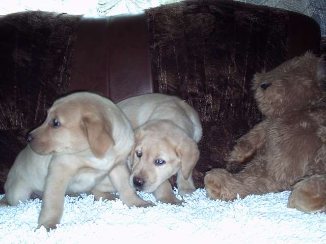 Labrador de vanzare din Cluj