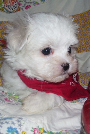 Vanzari caini de rasa Bichon maltez, Vand pui bichon maltez