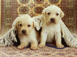 Vanzari caini de rasa Labrador, 600 ron labrador aurii, rasa pura