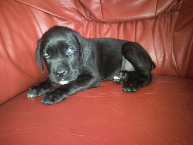 Vanzari caini de rasa Cane corso, Cane corso