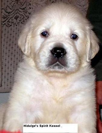 Vanzari caini de rasa Golden retriever, Pui golden retriever superbi