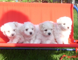 Vanzari caini de rasa Bichon maltez, Vand pui Bichon Maltese