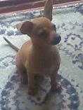 Vanzari caini de rasa Pinscher pitic, Pui Pinscher Pitic