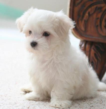 Vanzari caini de rasa Bichon, vand pui Bichon maltese