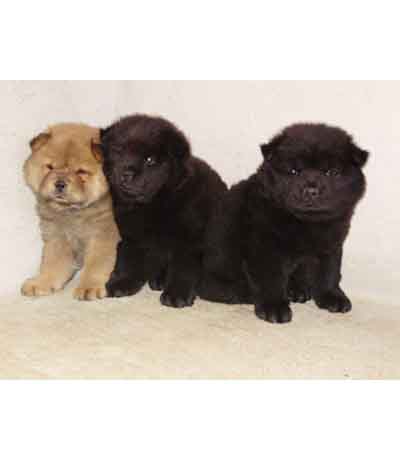 Vanzari caini de rasa Chow-chow, Vand catei Chow-chow!
