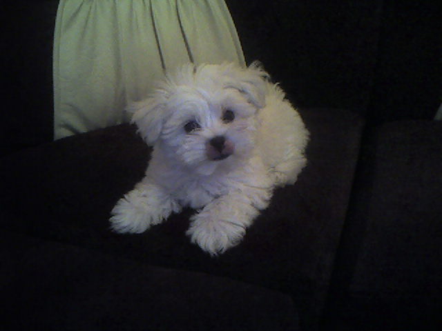 Vanzari caini de rasa Bichon, vand catei bichon superbi