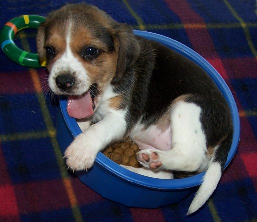 Vanzari caini de rasa Beagle, Beagle tricolor