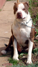 Vanzari caini de rasa Pitbull, Vand pui pitbull red nose