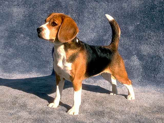 http://www.imperecheri.ro/images/poze_0/170/pic170092_caine_Beagle.jpg