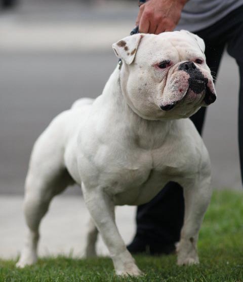 Vanzari caini de rasa Bulldog american, Pui Bulldog American de exceptie !