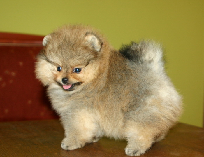 Vanzari caini de rasa Pomeranian, Vand pui pomeranian