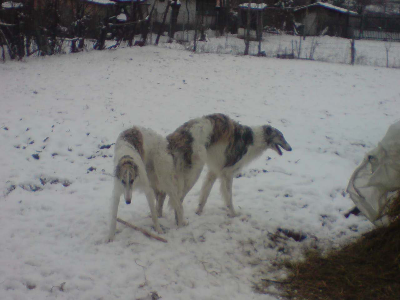 Vanzari caini de rasa Borzoi, vand ogari barzoi puiuti din parinti cu pedegree