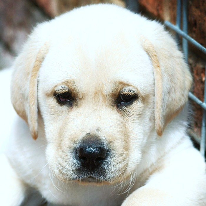 Vanzari caini de rasa Labrador Retriever, Labrador alb!