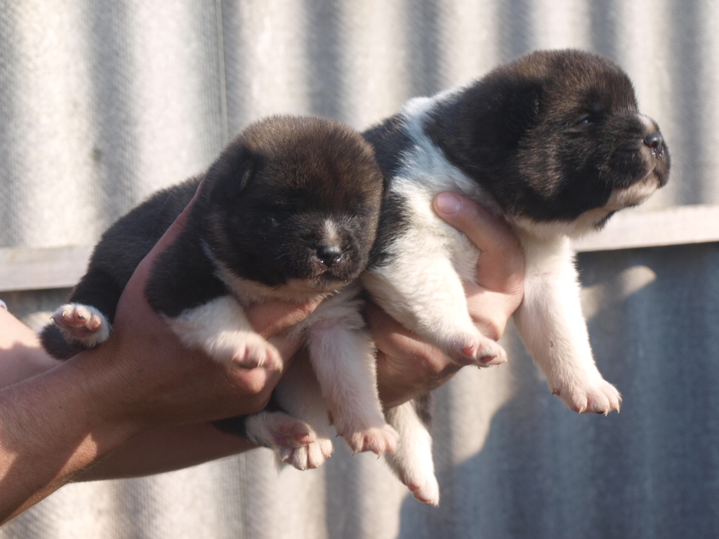 Vanzari caini de rasa Akita, vand catei akita american