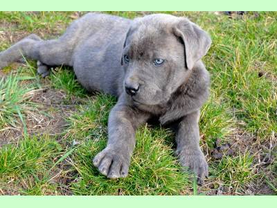 Vanzari caini de rasa Cane Corso, Vand pui Cane corso