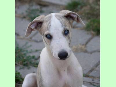 Vanzari caini de rasa Whippet, Puii whippet ogar mic