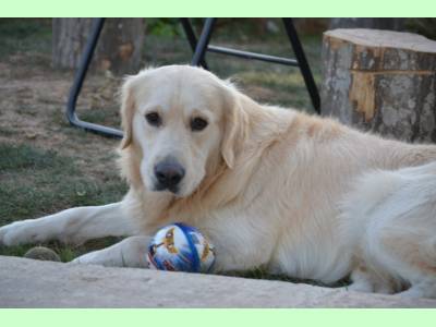 Imperecheri caini de rasa Golden Retriever, Ofer pentru monta mascul Golden Retriever