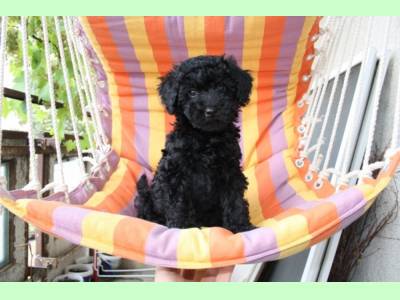 Vanzari caini de rasa Poodle, Pui caniche de talie mica