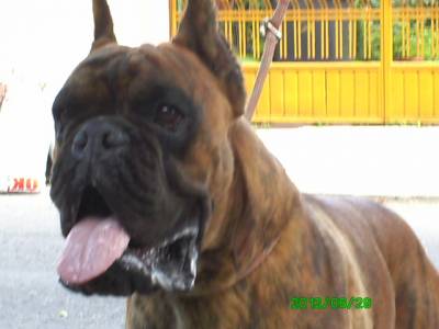 Vanzari caini de rasa Boxer German, pui boxer tigrat