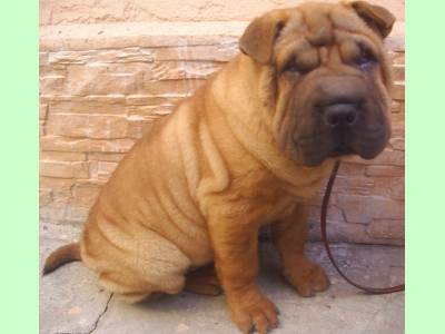 Vanzari caini de rasa Shar Pei, shar-pei,show,reproductie,companie