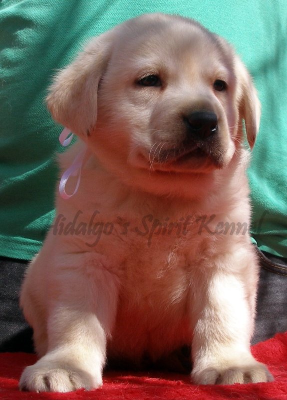 Buy Labrador Puppies For Sale In Romania