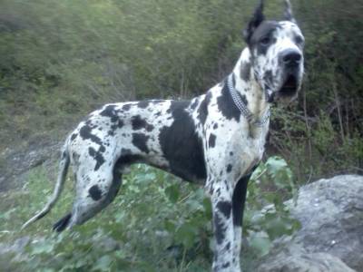 Imperecheri caini de rasa Great Dane, Ofer pt monta Dog german arlechin