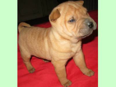 Vanzari caini de rasa Shar Pei, shar-pei ,show,reproductie,companie