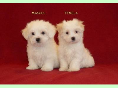 Vanzari caini de rasa Maltese, pui de bichon maltese si bolognese cu Pedigree