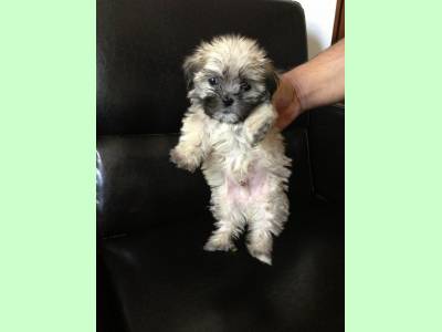 Vanzari caini de rasa Havanese, bichon havanez 400 ron