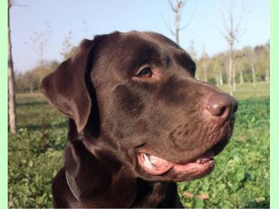 Imperecheri caini de rasa Labrador Retriever, Mascul Labrador Ciocolatiu caut femela