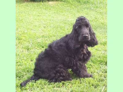 Vanzari caini de rasa Cocker Spaniel, Vand pui mascul negru cocker englez