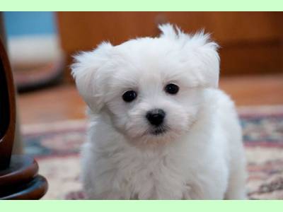 Vanzari caini de rasa Maltese, Bichon Maltez Toy de Vanzare