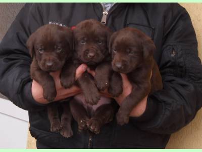 Vanzari caini de rasa Labrador Retriever, pui labrador ciocolatii cu pedigree