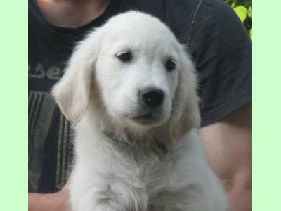 Vanzari caini de rasa Golden Retriever, pui Golden Retriever deosebiti, cu pedigree tip A