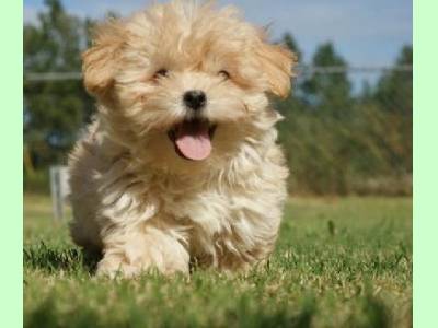 Vanzari caini de rasa Havanese, bichoni colorati 400 ron