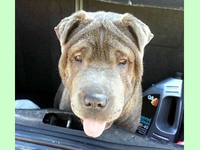 Vanzari caini de rasa Shar Pei, Shar-Pei BLUE femela, culoare rara