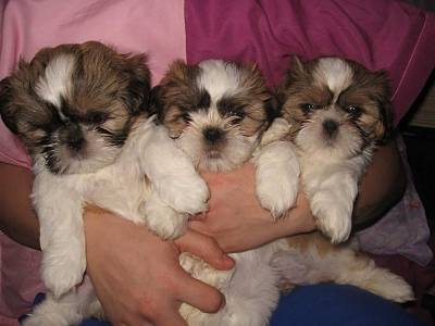 Vanzari caini de rasa Shih-Tzu, Vand pui de catel shih tzu rasa pura