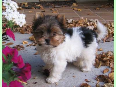 Vanzari caini de rasa Yorkshire Terrier, Yorkshire Terrier Biewer