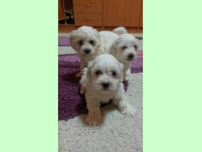 Vanzari caini de rasa Affenpinscher, Catei Bichon Maltese disponibili talie mica. Catelusi