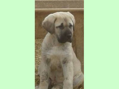 Vanzari caini de rasa Anatolian Shepherd Dog, kangal ciobanesc turcesc