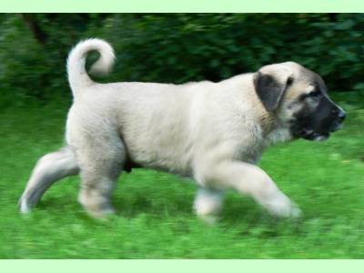 Vanzari caini de rasa Anatolian Shepherd Dog, ciobanesc turcesc kangal